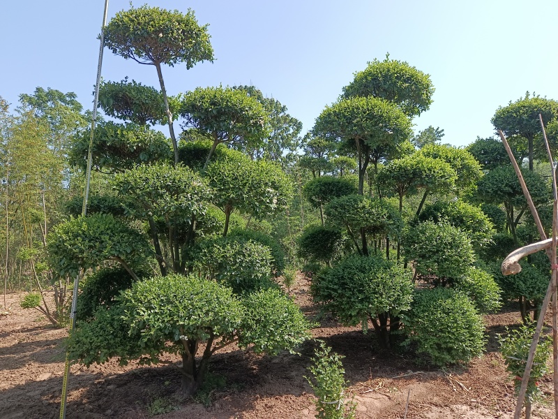 造型女贞种植基地