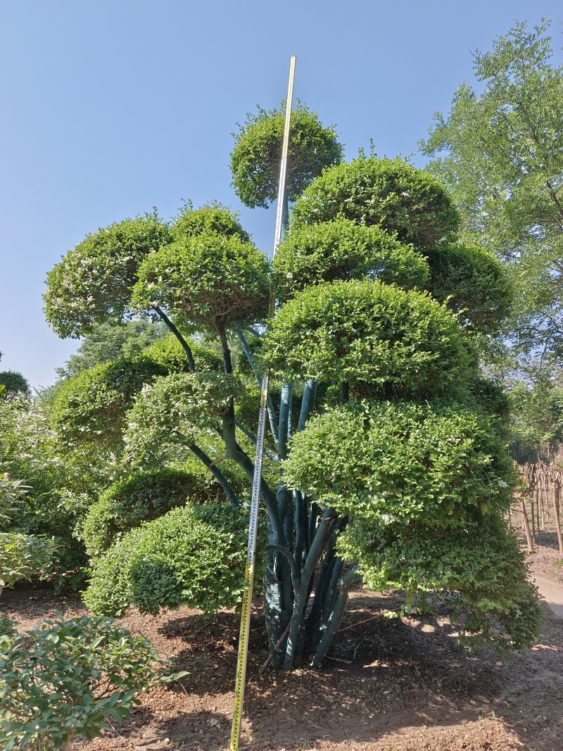 造型女贞种植基地