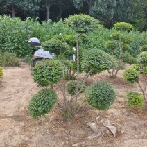 1.5米高小叶女贞造型树基地