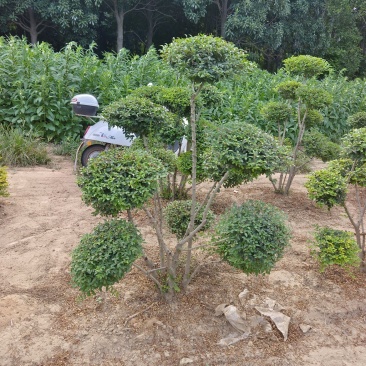 1.5米高小叶女贞造型树基地