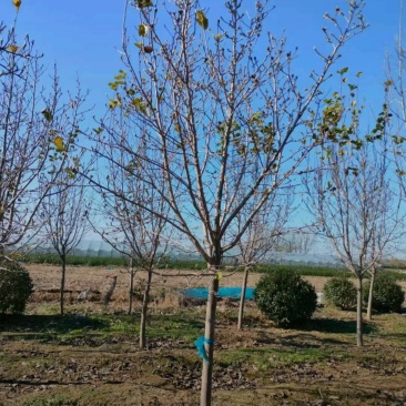 苗圃大量出售4-10公分紫玉兰