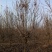 苗圃大量出售4-10公分紫玉兰