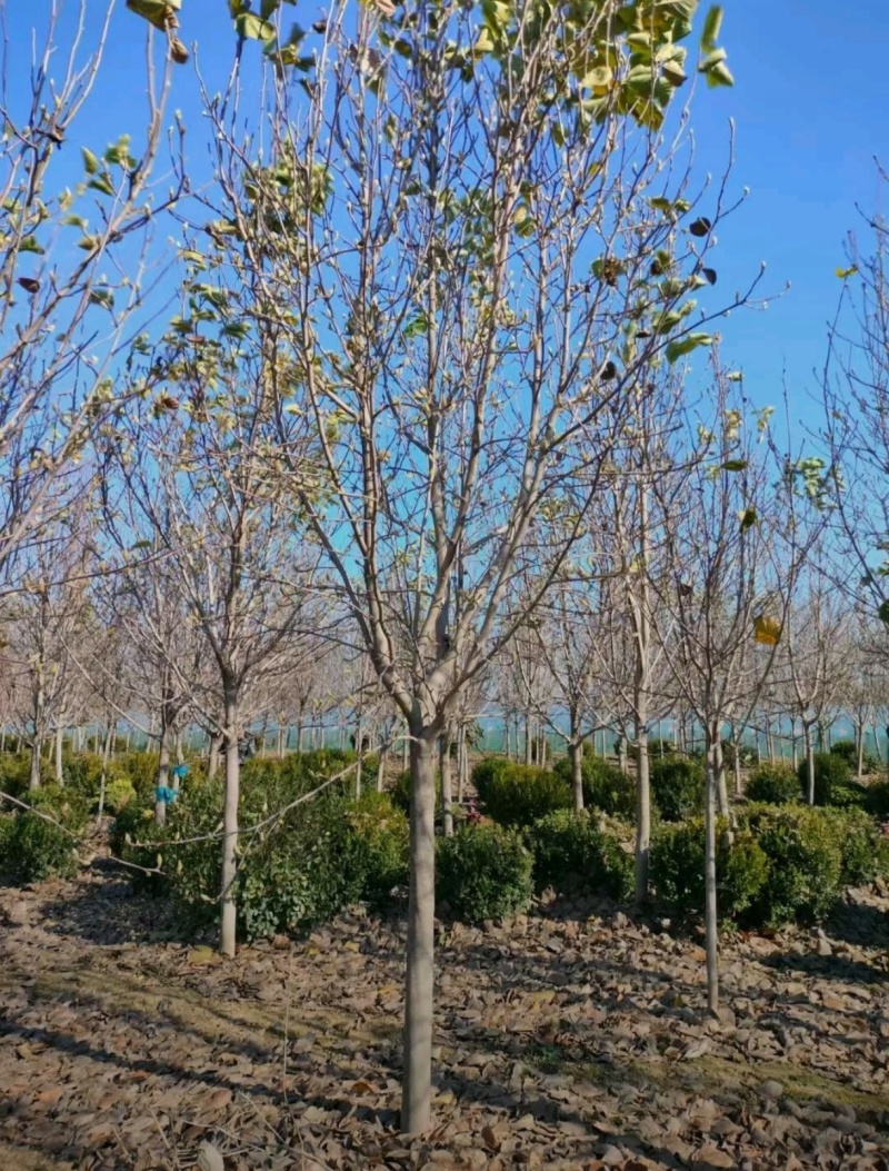 苗圃大量出售4-10公分紫玉兰