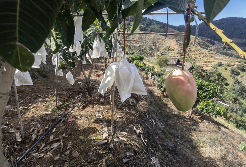 攀枝花米易县凯特芒果