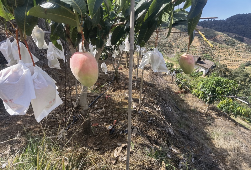 攀枝花米易县凯特芒果