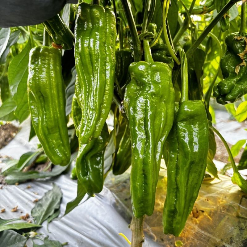 精质999辣椒种子早熟大果型薄皮椒种籽味较辣坚条纹密