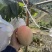 攀枝花米易县凯特芒果