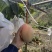攀枝花米易县凯特芒果