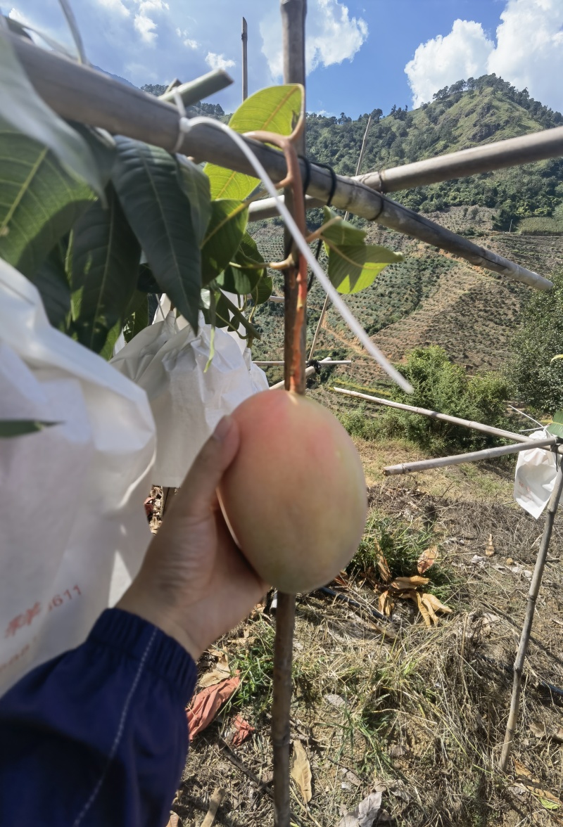 攀枝花米易县凯特芒果