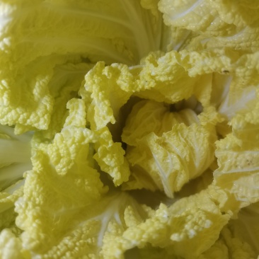 黄心白菜夏燚xiayi