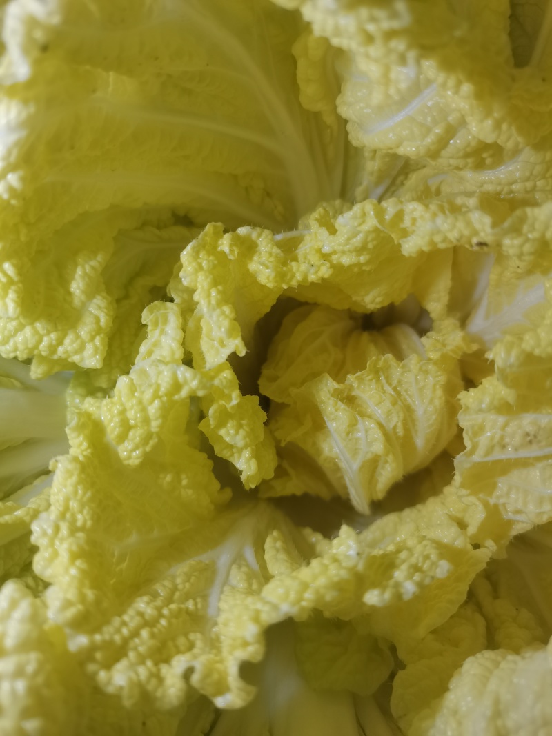 黄心白菜夏燚xiayi