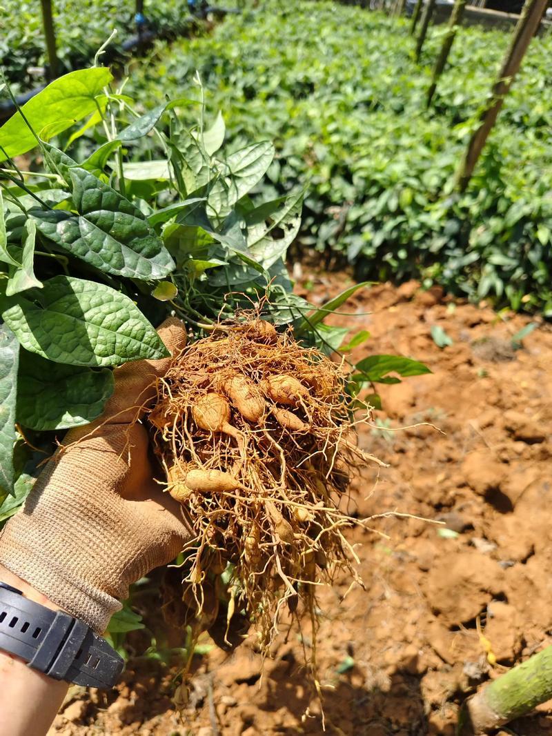 金果榄地胆苦苗地胆九龙中草药材多年生草本植物种