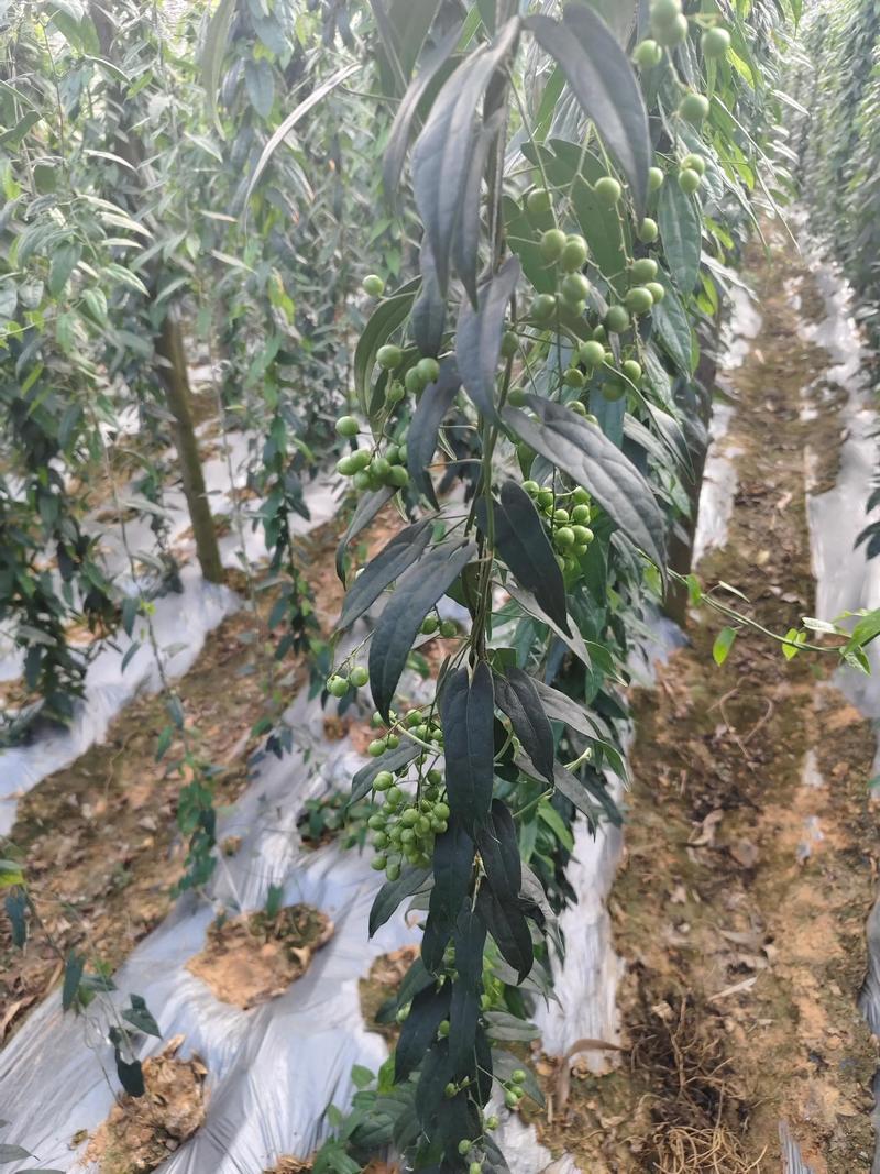 金果榄地胆苦苗地胆九龙中草药材多年生草本植物种