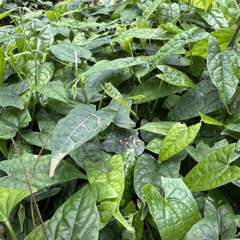 金果榄地胆苦苗地胆九龙中草药材多年生草本植物种