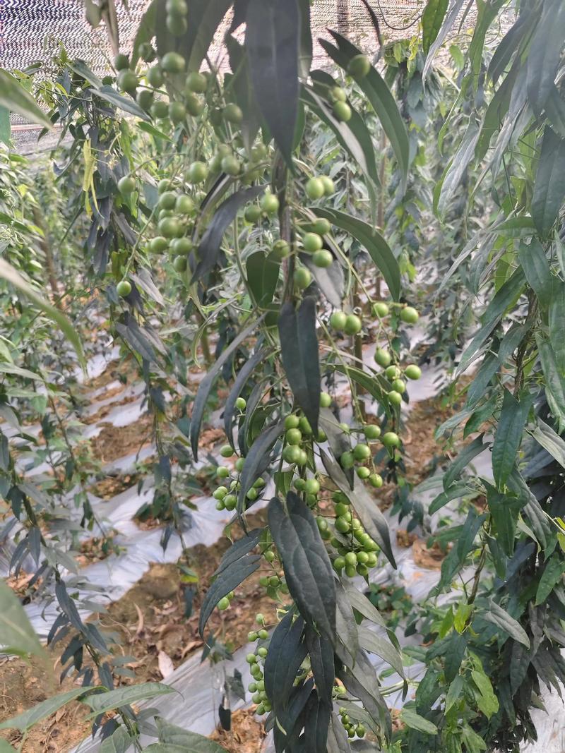 金果榄地胆苦苗地胆九龙中草药材多年生草本植物种