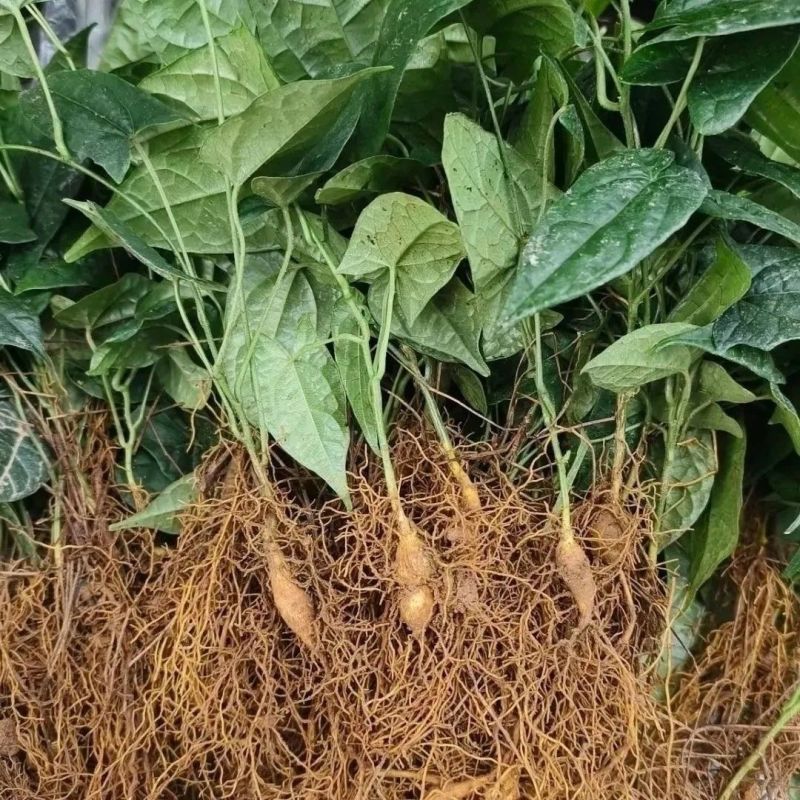 金果榄地胆苦苗地胆九龙中草药材多年生草本植物种