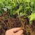 金果榄地胆苦苗地胆九龙中草药材多年生草本植物种