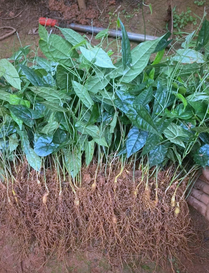 金果榄地胆苦苗地胆九龙中草药材多年生草本植物种