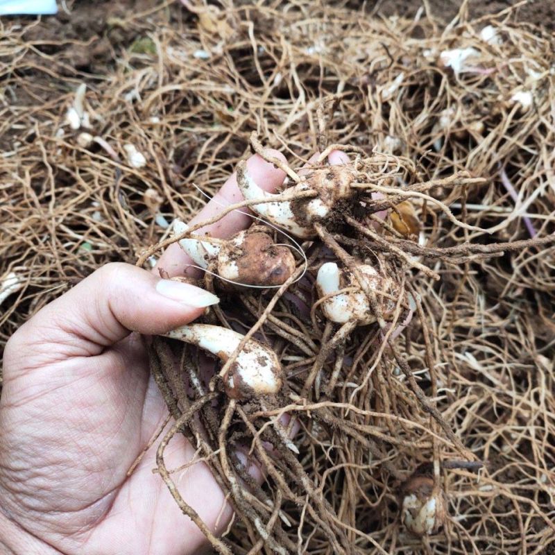 中药材重楼种苗活苗重楼苗