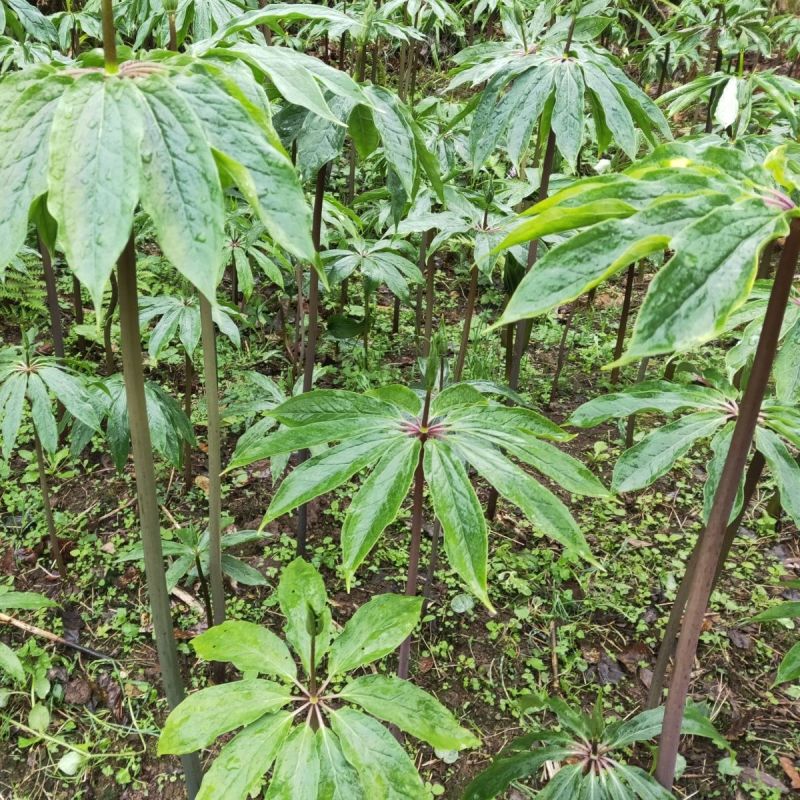中药材重楼种苗活苗重楼苗