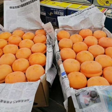 河北磨盘柿大量上市🀄️