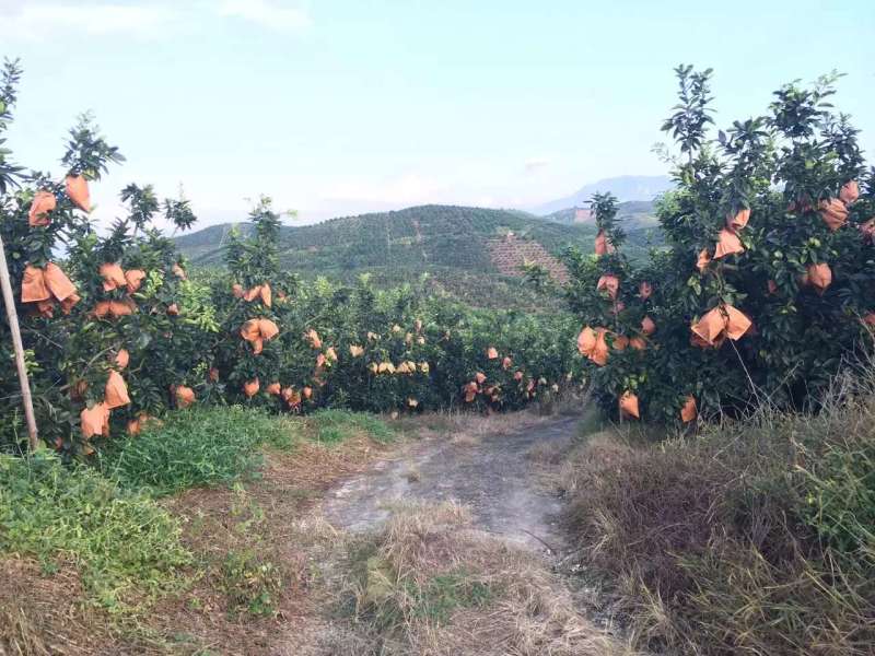 平和健康环保白柚