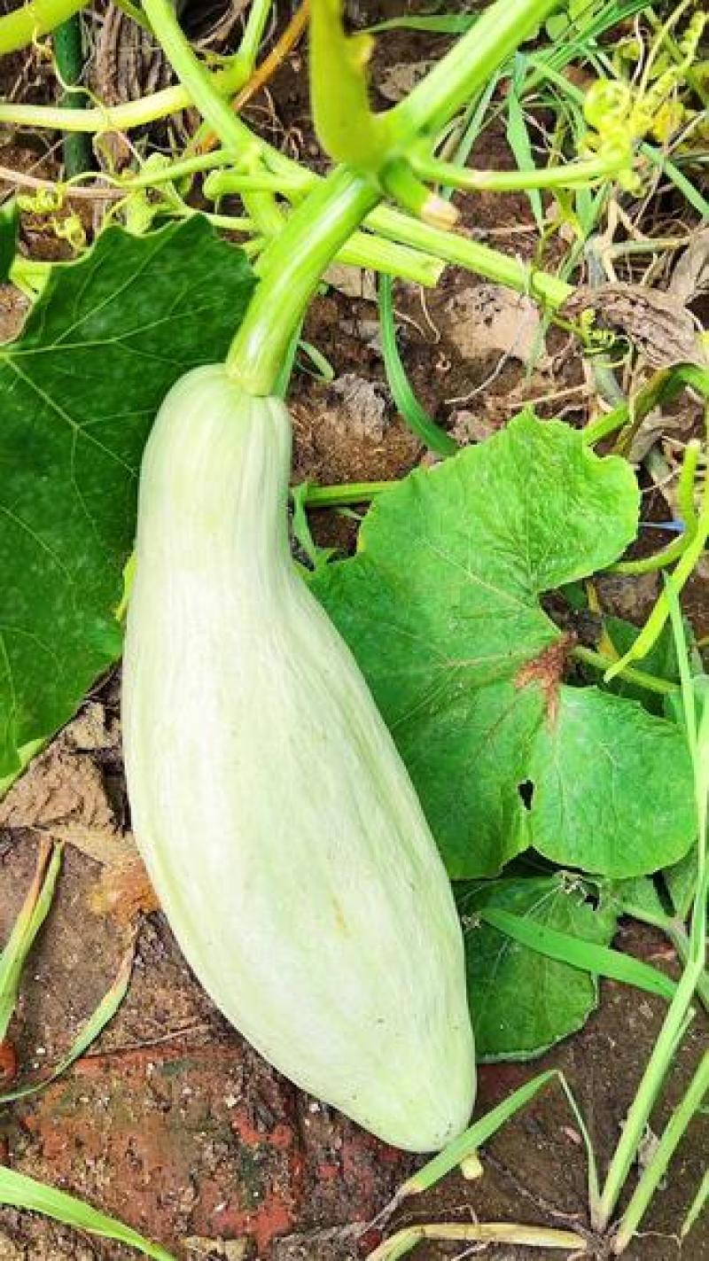 正宗新疆丑南瓜(橄榄蜜）非贝贝孕妇宝宝代餐辅食当季