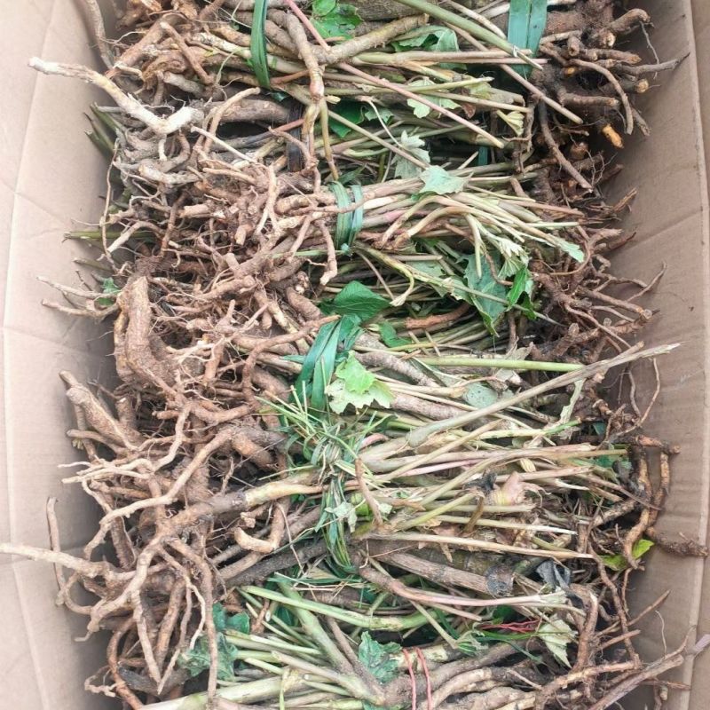 优质大通草种苗产地批发现挖现发提供技术好种植易管理