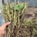 优质大通草种苗产地批发现挖现发提供技术好种植易管理