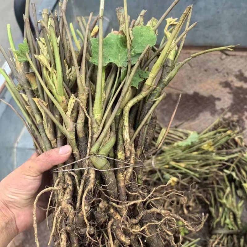 优质大通草种苗产地批发现挖现发提供技术好种植易管理
