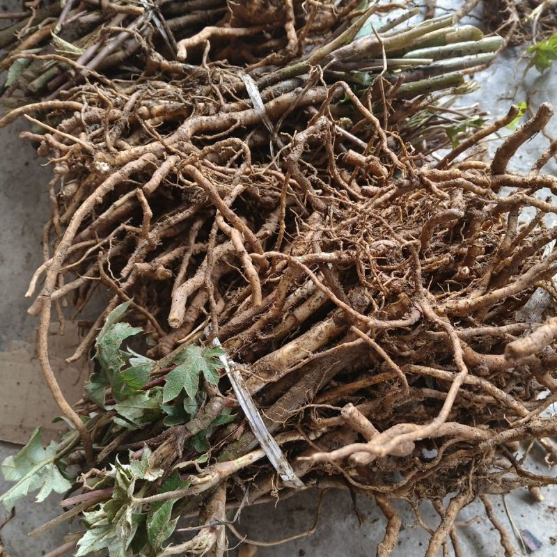 优质大通草种苗产地批发现挖现发提供技术好种植易管理