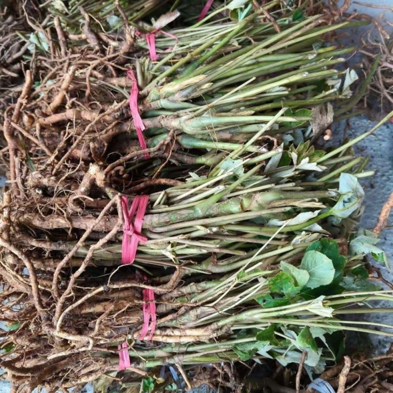 优质大通草种苗产地批发现挖现发提供技术好种植易管理