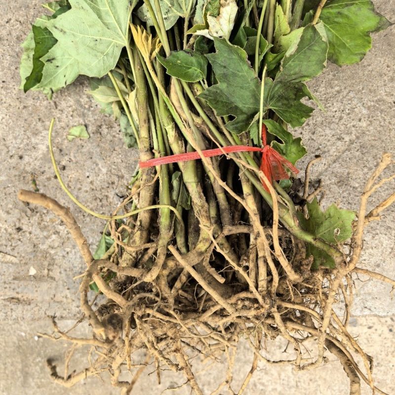 优质大通草种苗产地批发现挖现发提供技术好种植易管理