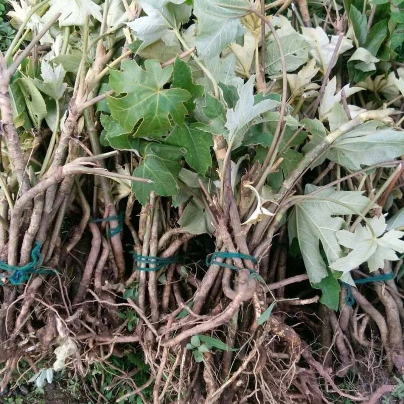 优质大通草种苗产地批发现挖现发提供技术好种植易管理