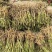 优质大通草种苗产地批发现挖现发提供技术好种植易管理