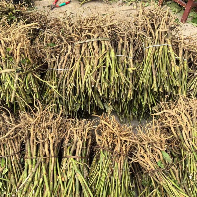 优质大通草种苗产地批发现挖现发提供技术好种植易管理