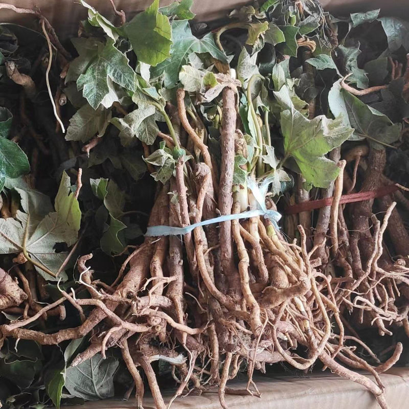 优质大通草种苗产地批发现挖现发提供技术好种植易管理