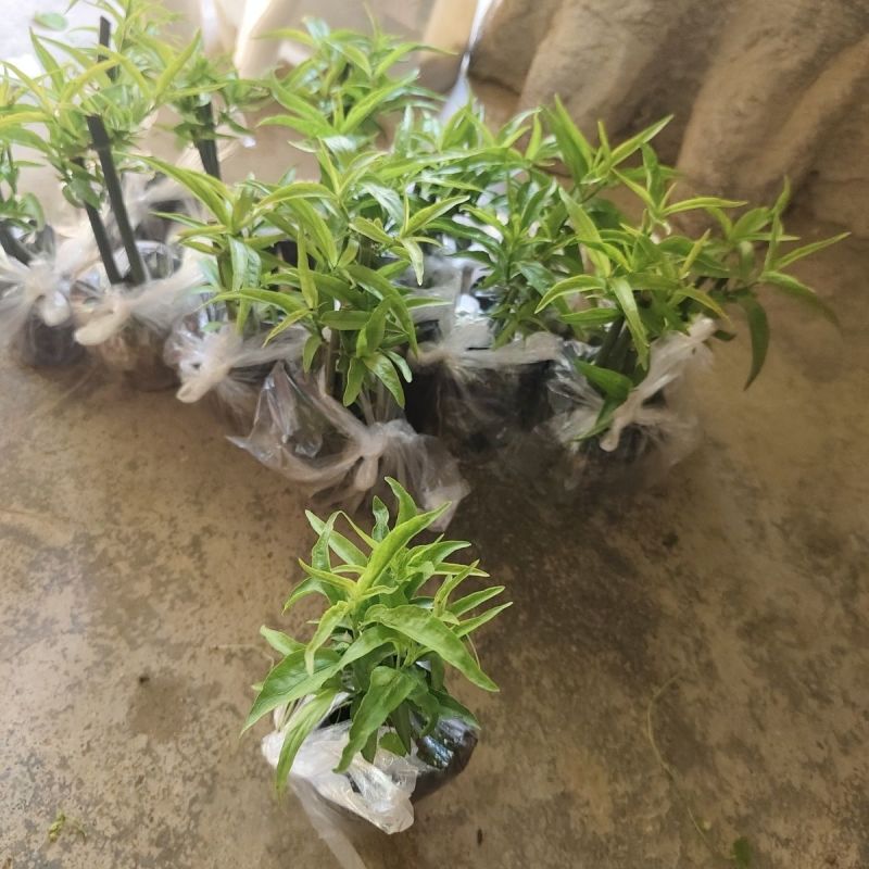 忧遁草种苗带土可食用庭院室外新鲜黎王草忧顿草