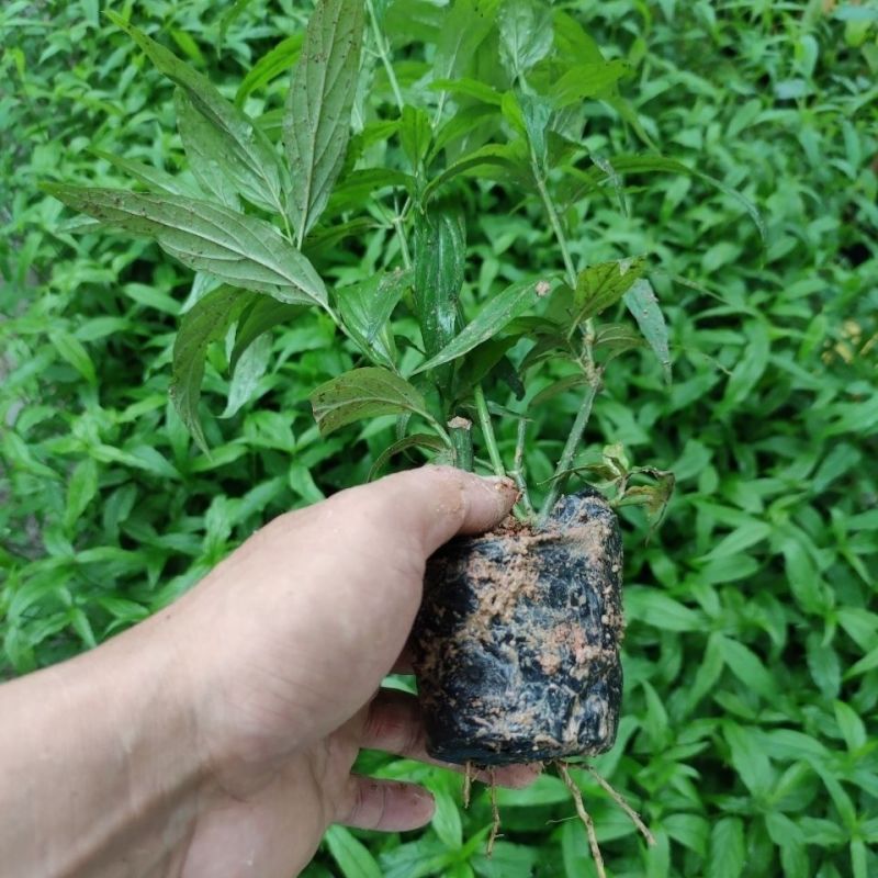 忧遁草种苗带土可食用庭院室外新鲜黎王草忧顿草