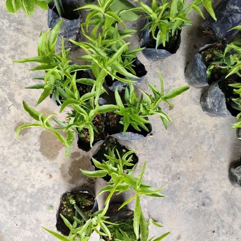 忧遁草种苗带土可食用庭院室外新鲜黎王草忧顿草