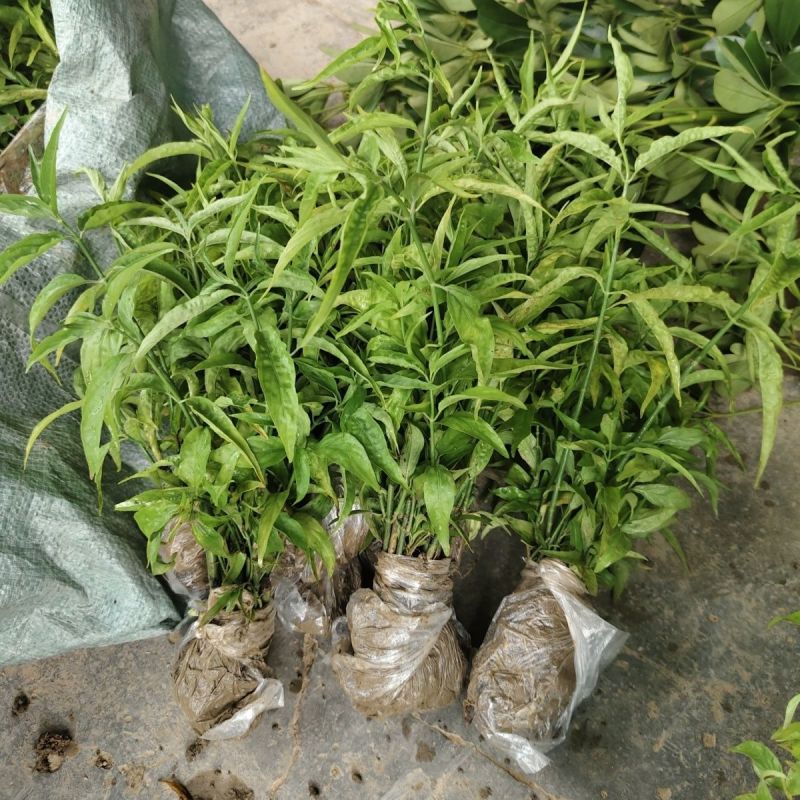 忧遁草种苗带土可食用庭院室外新鲜黎王草忧顿草