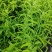 忧遁草种苗带土可食用庭院室外新鲜黎王草忧顿草
