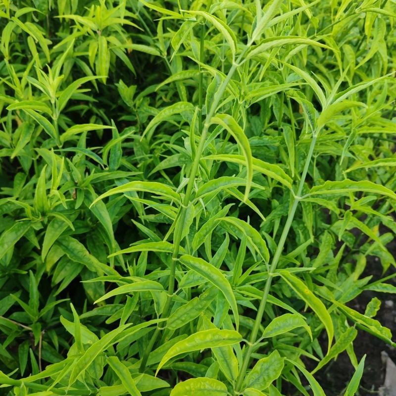 忧遁草种苗带土可食用庭院室外新鲜黎王草忧顿草