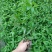 忧遁草种苗带土可食用庭院室外新鲜黎王草忧顿草