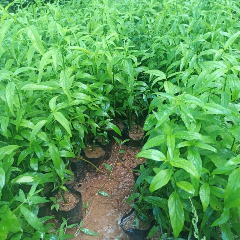 忧遁草种苗带土可食用庭院室外新鲜黎王草忧顿草