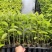 山芝麻苗山油麻大山麻坡油麻野芝麻假芝麻营养袋种子