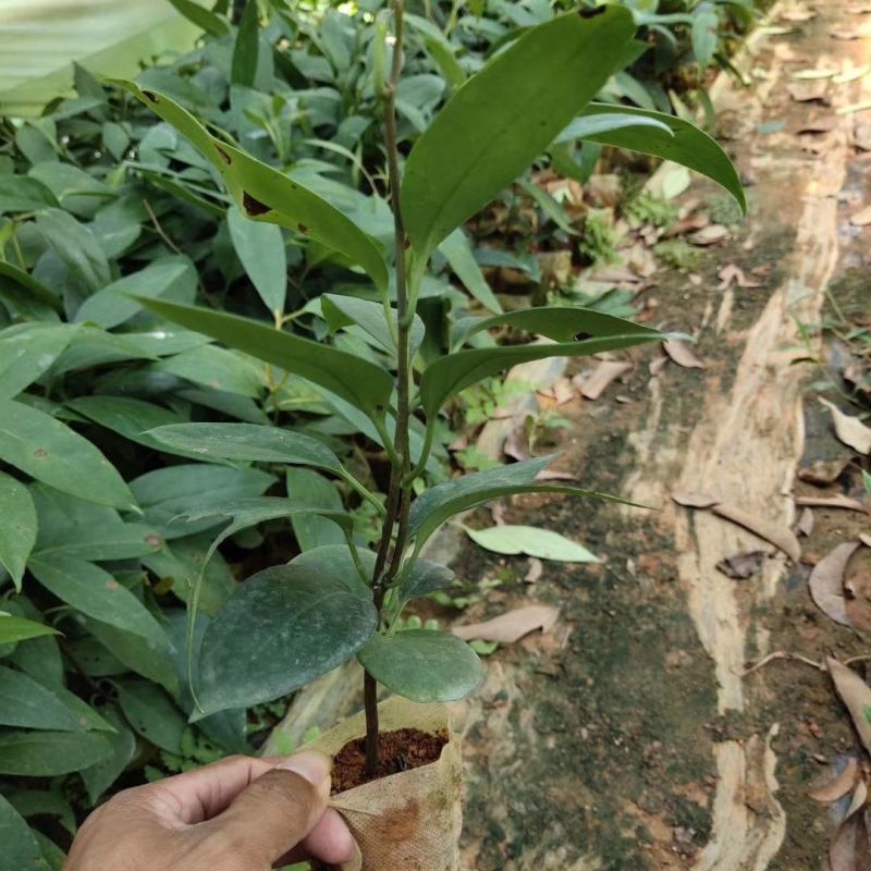 黑老虎苗血藤果布福娜苗果树苗稀奇水果恶魔果苗南方盆栽