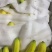 香蕉