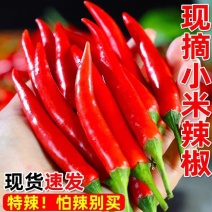 精品小米红尖椒焰香红品质特好质量有保障需要的新老朋友请联