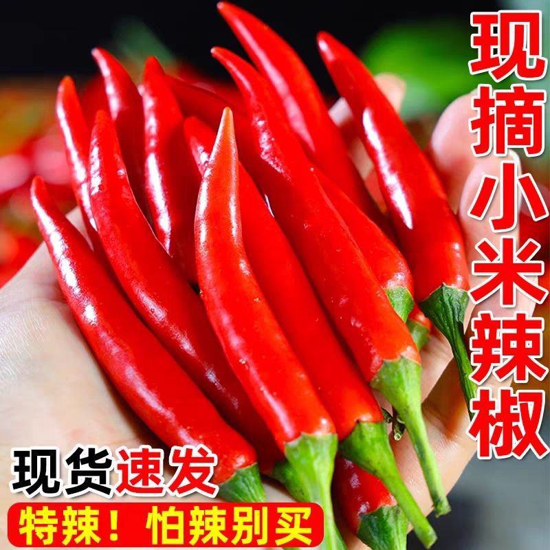 精品小米红尖椒焰香红品质特好质量有保障需要的新老朋友请联